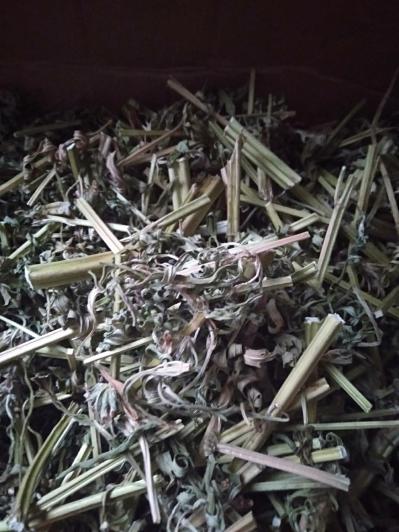 野生益母草