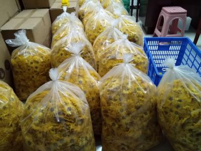 金丝皇菊