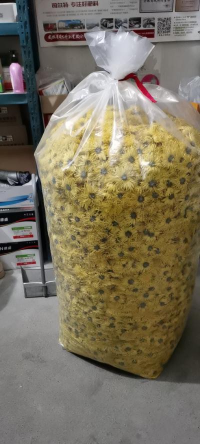 出售安徽贡菊，七月菊，金丝皇菊