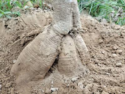 万亩葛根基地供应大量高粉质葛根