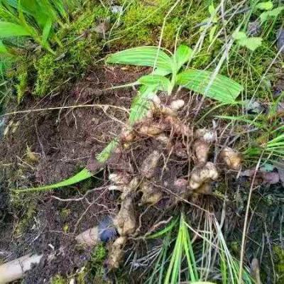 白芨种苗种芽种子白芨统货