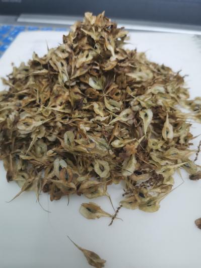 虎杖种子