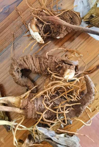 云南昆明滇重楼鲜货物美价廉有喜欢的联系