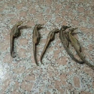 出售海马