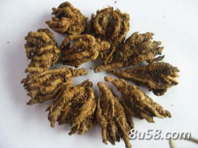 重庆石柱县黄水镇黄连
