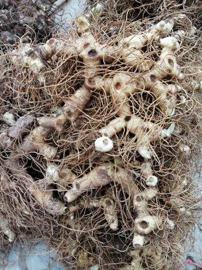四川黄精大规模种植基地