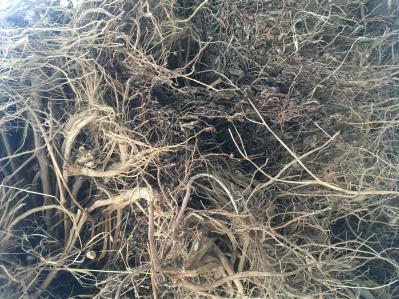 提供颠茄草5万公斤