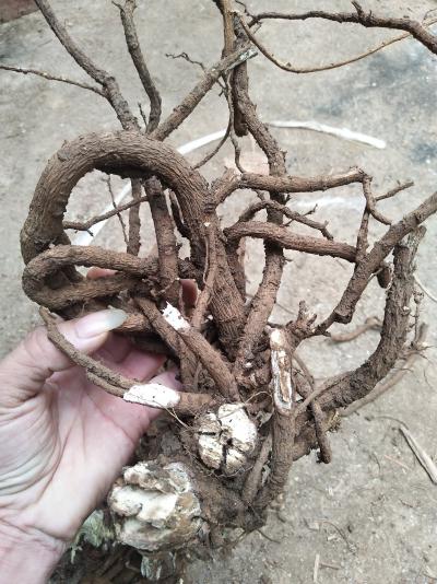 长期出售山豆根