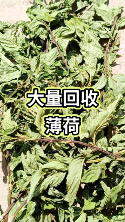 薄荷包含量