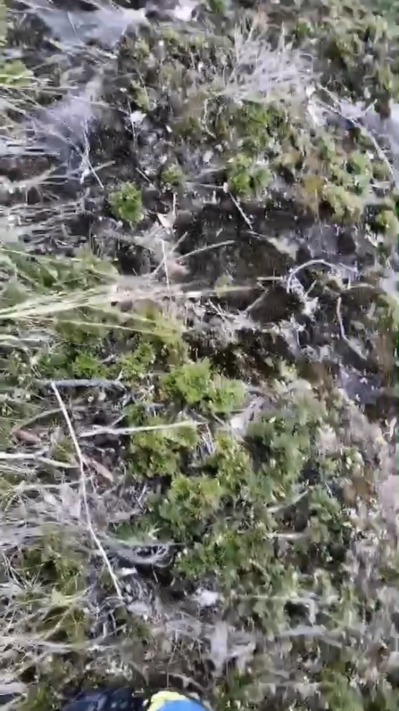 大量供应野生九死还魂草
