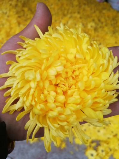 太行金丝皇菊