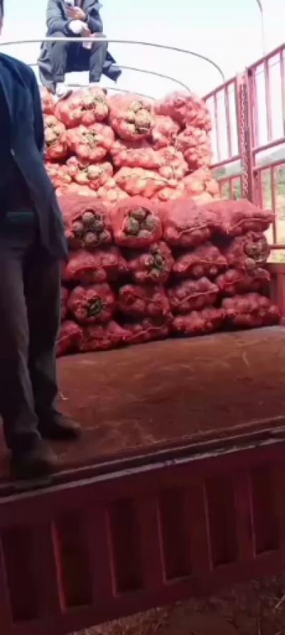 魔芋种，商品魔芋