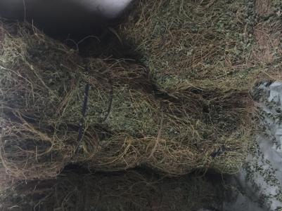 鸡骨草