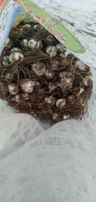 兰州百合种球