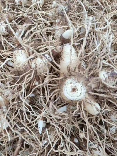 四川三年露天白芨苗价格