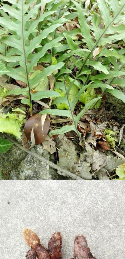 爬岩姜、骨碎补、毛姜、猴姜