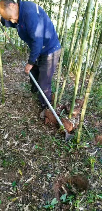 大量优质斑竹现买现挖种苗，适合公园观光种植，庭院等