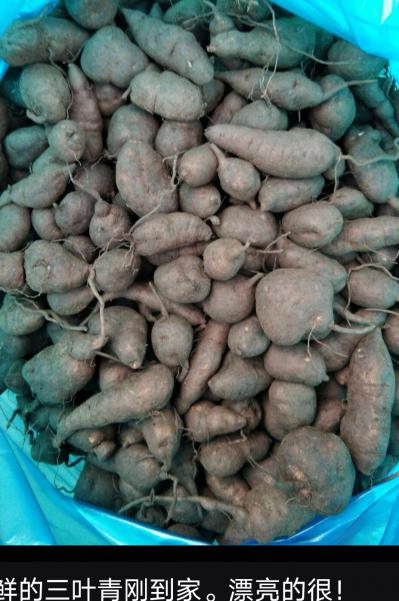 我处有大量的三叶青干、鲜果‘销售