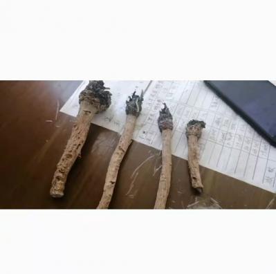 有20吨板蓝根出售，价格电议