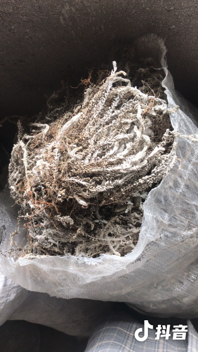 鹿茸草400斤240出
