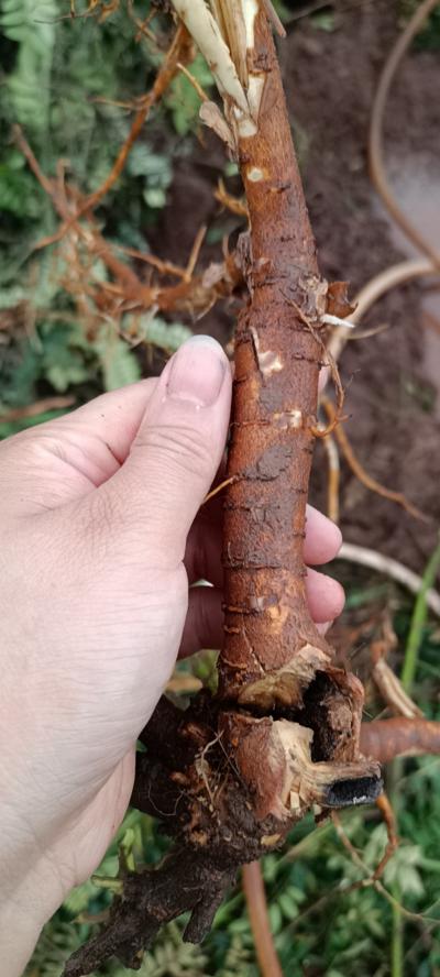 仿野生种植山豆根鲜货