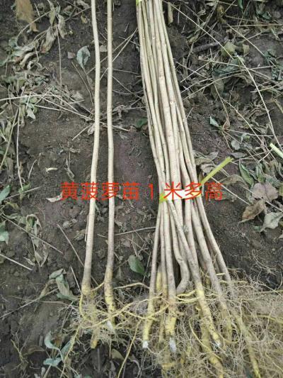 卖吉林黄柏苗，优惠出售吉林黄菠萝苗，占地药材苗直销