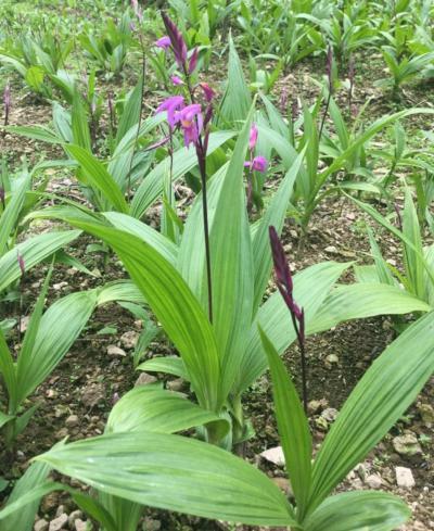 白芨药材种植基地