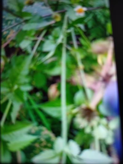 广东野生鬼针草