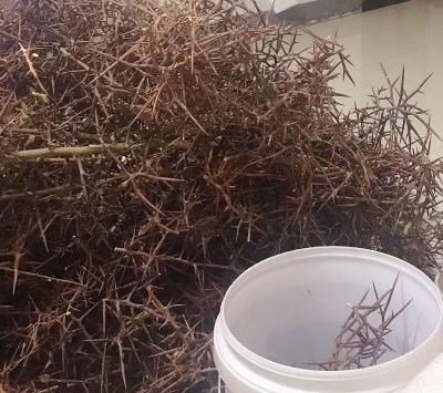 自家种植皂角树所产皂角刺出售 以加工