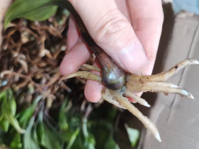 毛慈菇、山慈菇组培瓶苗厂家直销