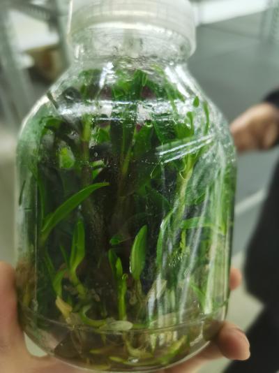 铁皮石斛瓶苗厂家直销，欢迎定购