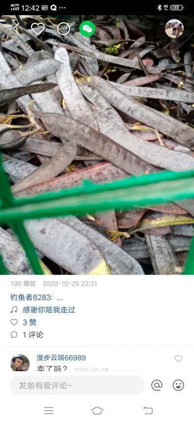 出售皂角