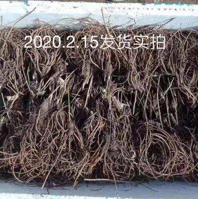 承德北苍术种苗，纯朱砂点，野生种子培育，一年生二年生均有，欢迎联系