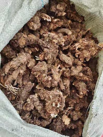 已经过检验精选干苍术