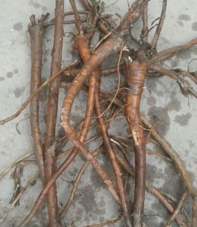 80亩红皮甘草出售