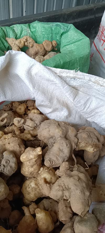 黄精   野生鲜货   个大