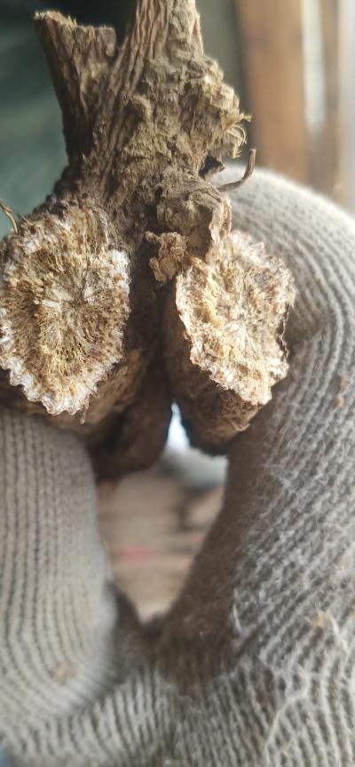 产地直供云木香大货