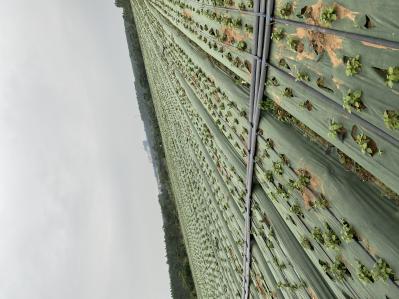 藿香 广东湛江千亩药材种植基地出售