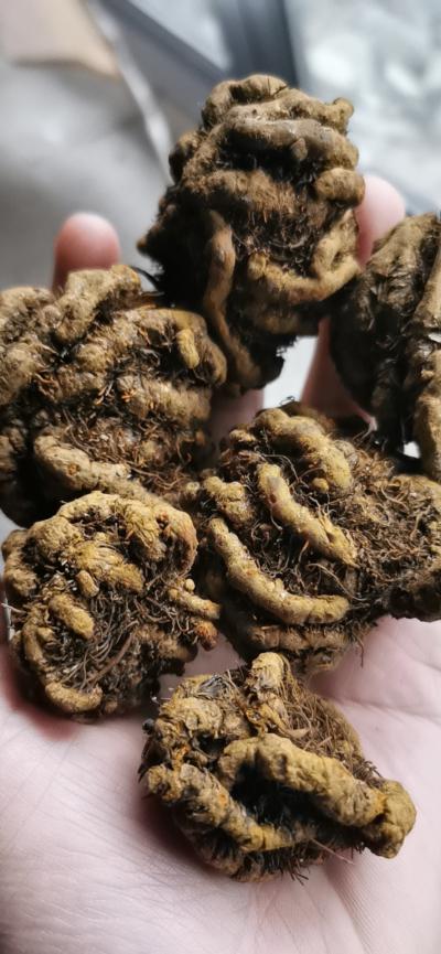 大量黄连出售
