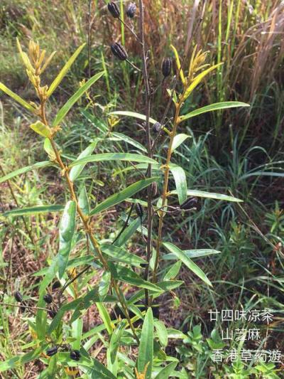 山芝麻供应商