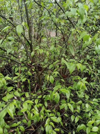 供应野生广东土茯苓，秤星树，岗梅