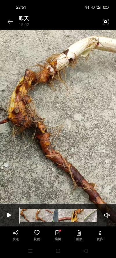 新鲜野生虎杖