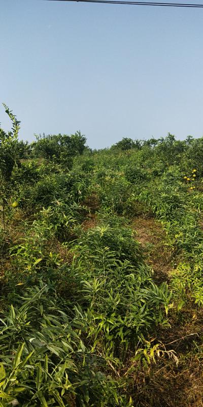 供应4年期黄精150亩