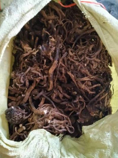 大量独活出售
