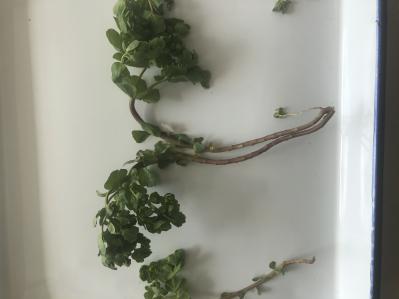 泽漆