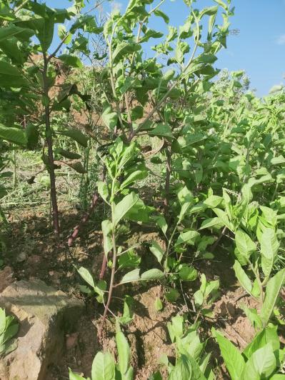 大量供应野生商陆