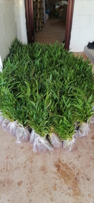 新品种春砂仁苗