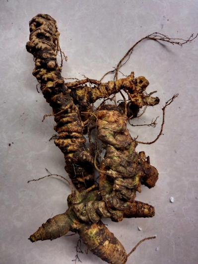 大量供应野生竹节参