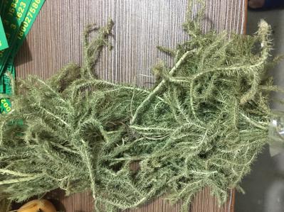 伸筋草