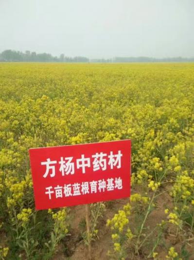 2021新板蓝根种子，小叶高产品种，手工采摘，出芽率95%，质优价廉